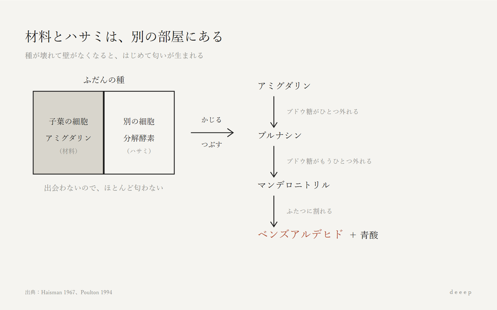 材料と酵素は別の細胞にある。種が壊れて出会うと、3段階でベンズアルデヒドが生まれる。